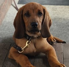 Kundin Christa mit Daro